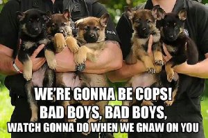 We're Gonna Be Cops Bad Boys